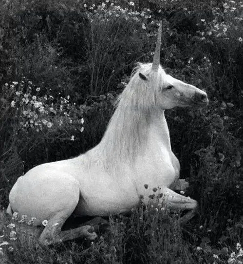 unicornio blanco | Tumblr