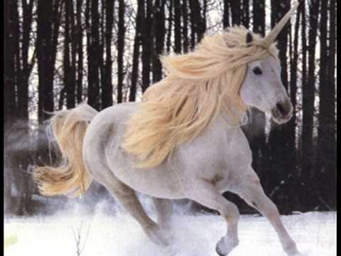 Unicornios y Pegasos reales - Imagui