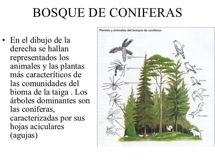 Unidad 11 Ecosistemas