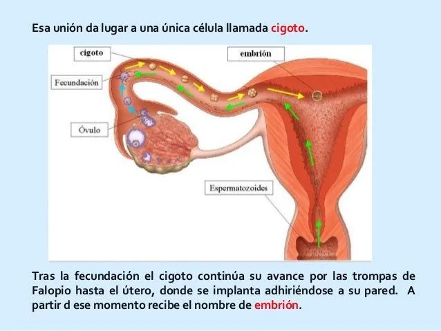 unidad-4-la-reproduccin-humana ...
