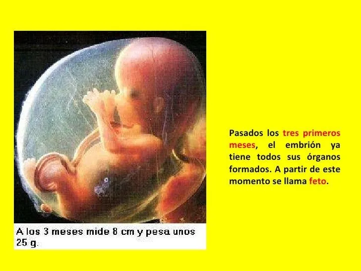 unidad-4-la-reproduccin-humana ...