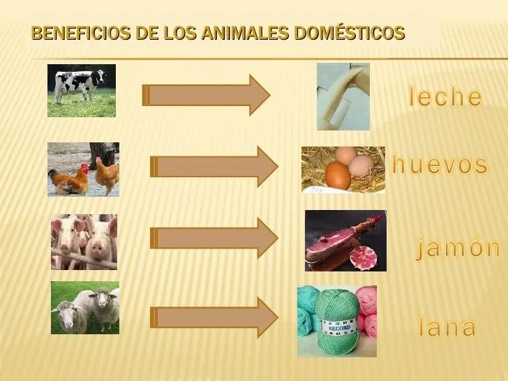 unidad-8-los-animales-4-728. ...