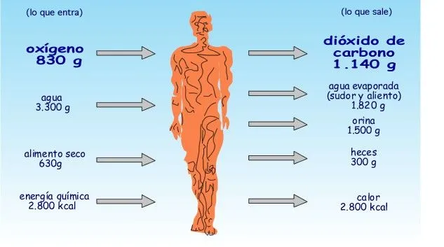 Unidad 1 | Anatomia Fisiologica AM University Unidad 1 | Anatomia Fisiologica AM University