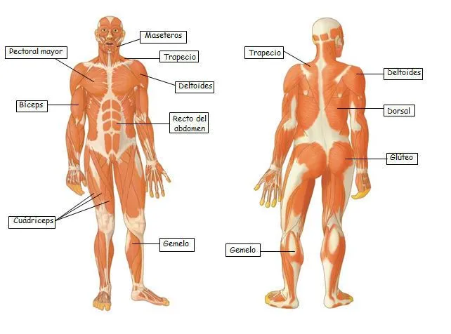 Imagenes del aparato locomotor para niños - Imagui Imagenes del aparato locomotor para niños - Imagui