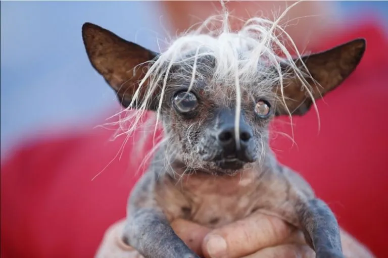 En Estados Unidos se premia al perro más feo del mundo | Cubadebate En Estados Unidos se premia al perro más feo del mundo | Cubadebate