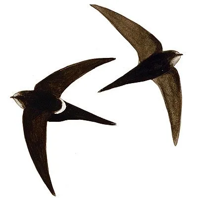 Universo Animal: diciembre 2010