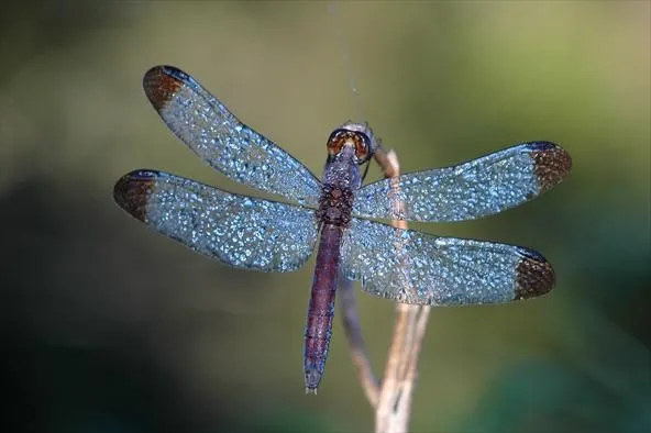 Universo Animal: Las libélulas forman gigantescos enjambres Universo Animal: Las libélulas forman gigantescos enjambres
