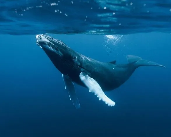 Universo Animal: ¿Qué ventajas tienen los animales que viven en el ... Universo Animal: ¿Qué ventajas tienen los animales que viven en el ...