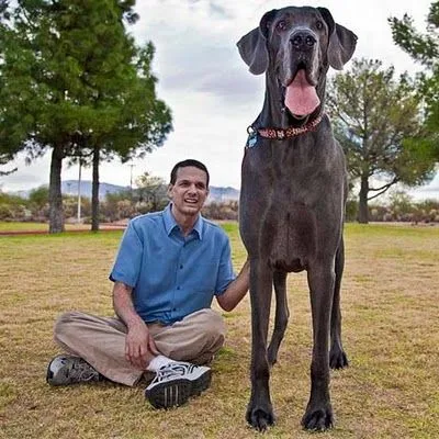 El Universo Canino - Metropolis Canina - El Mundo De Los Perros ... El Universo Canino - Metropolis Canina - El Mundo De Los Perros ...