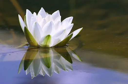 El universo en una gota de rocío: Flor de loto El universo en una gota de rocío: Flor de loto