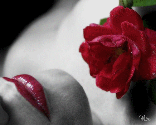 Untitled — Imagenes De Rosas Hermosas Hd Untitled — Imagenes De Rosas Hermosas Hd