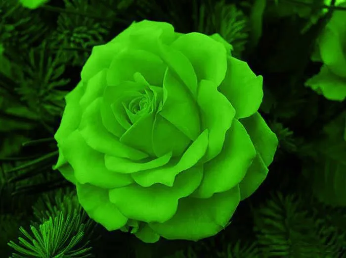 Untitled — Imagenes De Rosas Hermosas Hd
