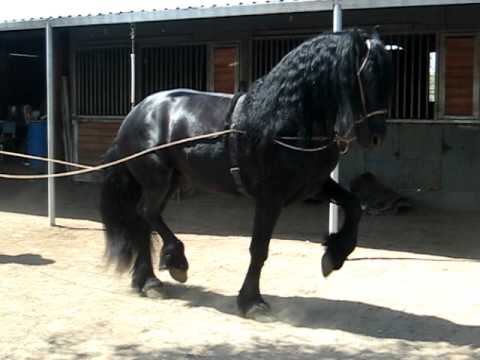 Caballos friesian bailadores - Imagui