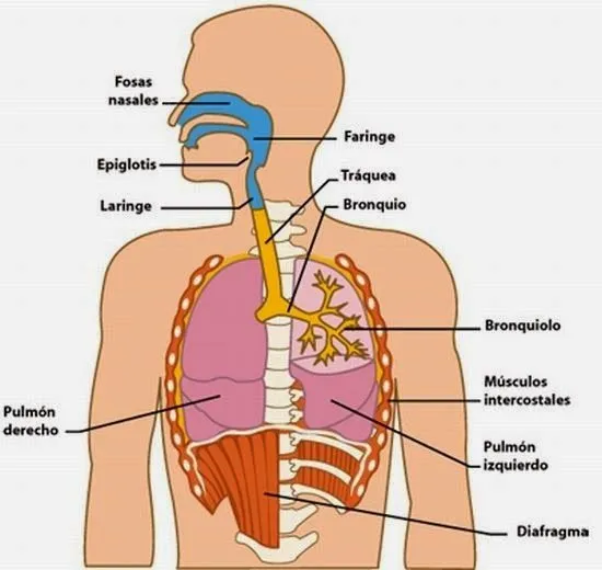Urgencias y Emergencias en la Calle : Sistema Respiratorio ... Urgencias y Emergencias en la Calle : Sistema Respiratorio ...