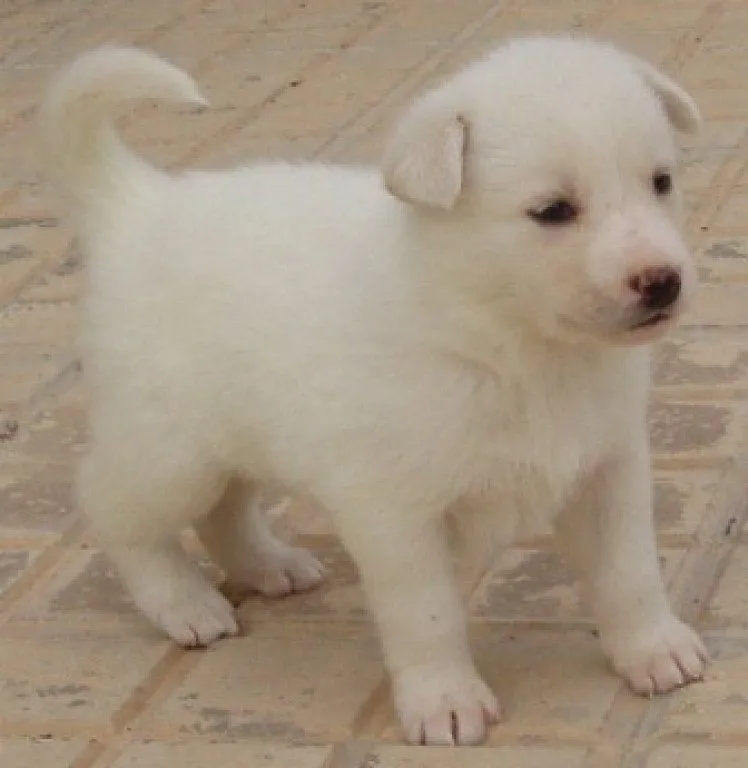 URGENTE! 11 cachorros de Husky Siberiano de mes y medio | Cuidar ... URGENTE! 11 cachorros de Husky Siberiano de mes y medio | Cuidar ...