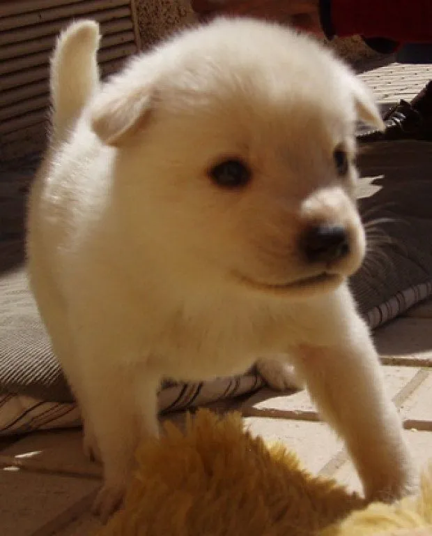 husky bebes (5) | Cuidar de tu perro es facilisimo.com
