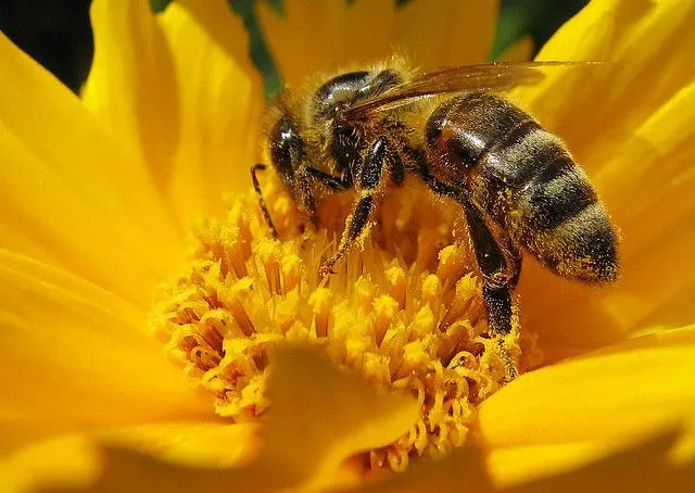 U.S. bees get $3 million | The Rundown | PBS NewsHour