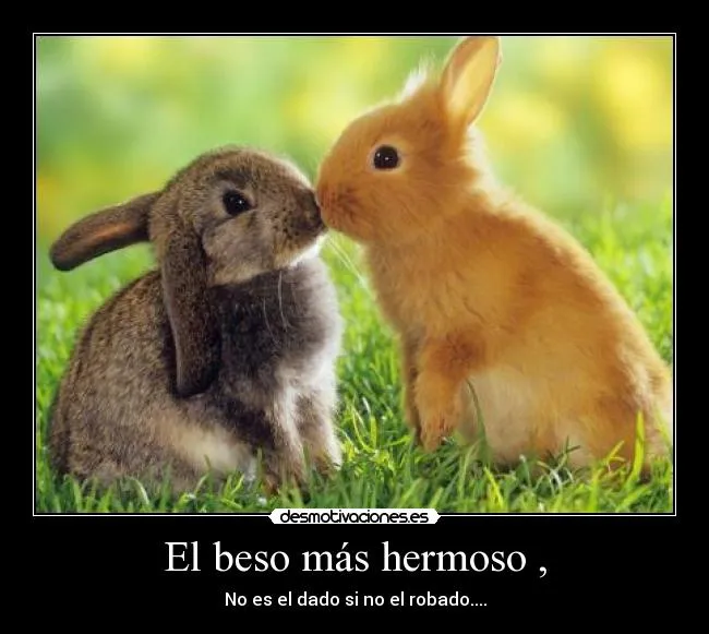 Conejitos enamorados con frases - Imagui