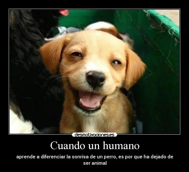 Usuario: Chibi | Desmotivaciones