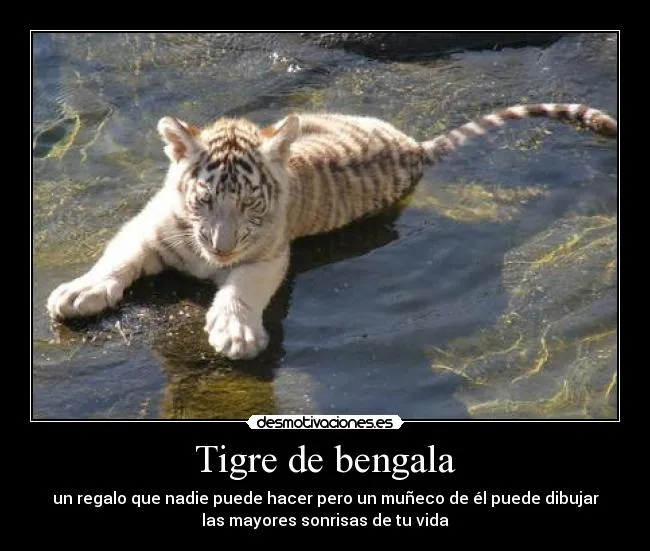 Tigre de bengala | Desmotivaciones
