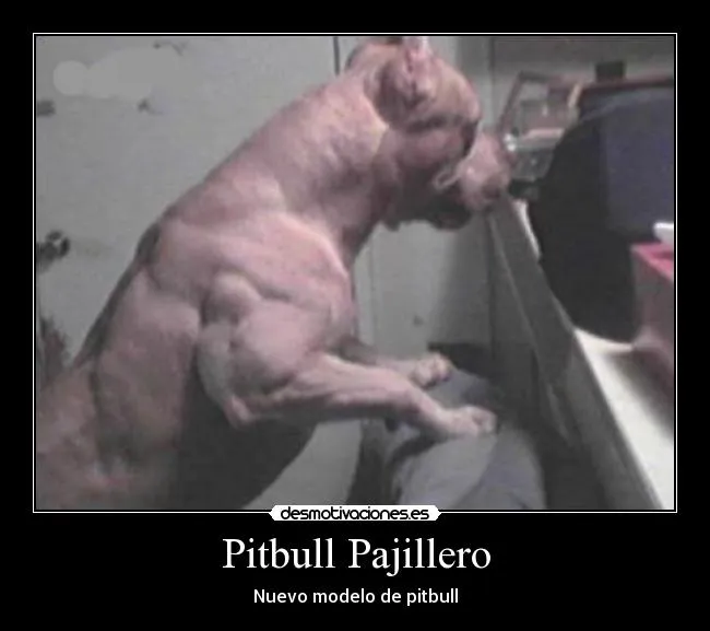 Carteles de Pitbull Pag. 130 | Desmotivaciones Carteles de Pitbull Pag. 130 | Desmotivaciones