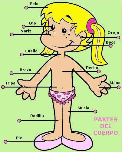 Partes del cuerpo humano con imagenes - Imagui