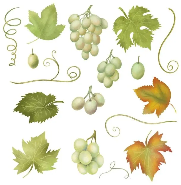 Uvas blancas y hojas de parra clipart dibujado a mano ilustración aislada sobre fondo blanco | Vector Premium Uvas blancas y hojas de parra clipart dibujado a mano ilustración aislada sobre fondo blanco | Vector Premium
