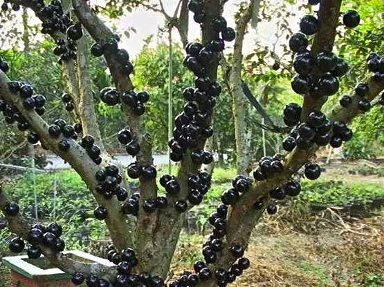 UVAS QUE CRECEN EN EL TRONCO Y LAS RAMAS DEL ARBOL | Sociedad de ... UVAS QUE CRECEN EN EL TRONCO Y LAS RAMAS DEL ARBOL | Sociedad de ...