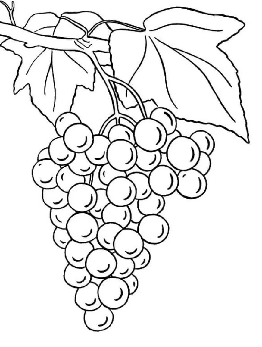 Uvas con Hojas para colorear, imprimir e dibujar –ColoringOnly.Com Uvas con Hojas para colorear, imprimir e dibujar –ColoringOnly.Com