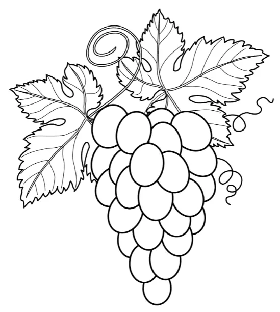 Uvas con hojas para colorear - Uvas para colorear - Páginas para colorear para niños y adultos Uvas con hojas para colorear - Uvas para colorear - Páginas para colorear para niños y adultos