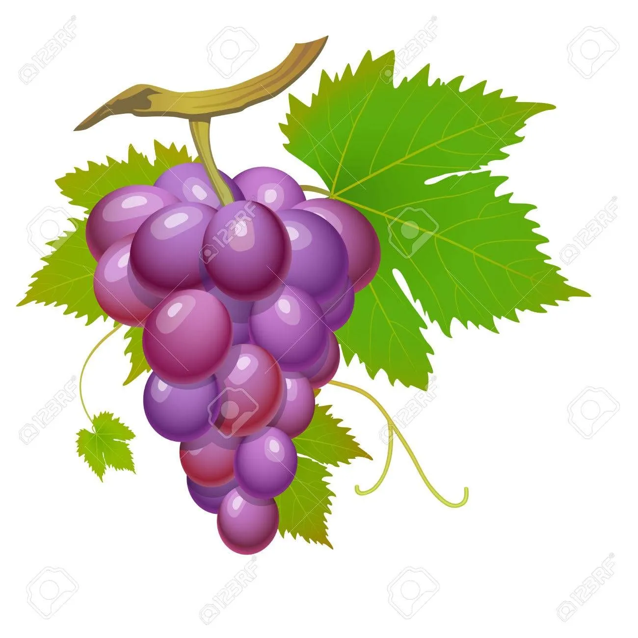 Uvas Moradas Imágenes De Archivo, Vectores, Uvas Moradas Fotos ... Uvas Moradas Imágenes De Archivo, Vectores, Uvas Moradas Fotos ...