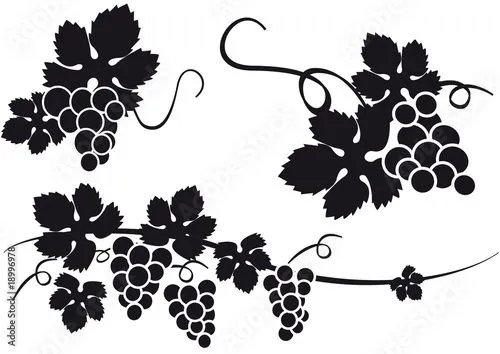 uvas vid racimo silueta" Imágenes de archivo y vectores libres de ... uvas vid racimo silueta" Imágenes de archivo y vectores libres de ...