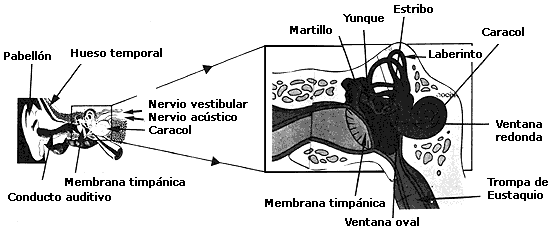 V. EL OÍDO