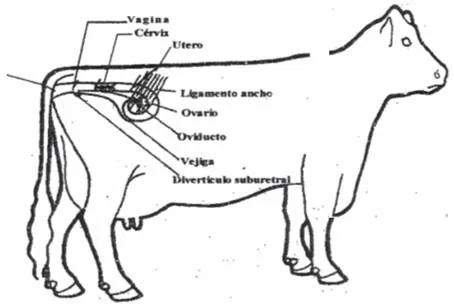 Vaca