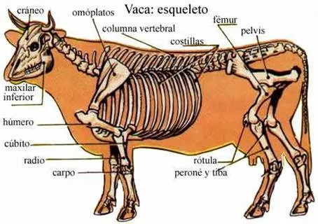 Vaca