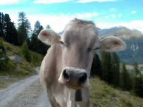 vacas flacas moda - Videos | Videos relacionados con vacas flacas moda vacas flacas moda - Videos | Videos relacionados con vacas flacas moda
