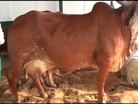 LA VACA MAS LECHERA CAMPEONA DE LA FERIA 23 09 2013@EL MAÑANERO ... LA VACA MAS LECHERA CAMPEONA DE LA FERIA 23 09 2013@EL MAÑANERO ...