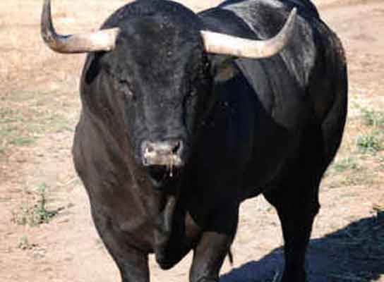 Una vaca lechera pare en Palencia el primer toro bravo clonado ...