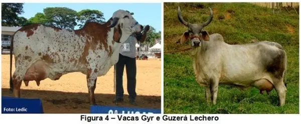 Vaca de millón - Leche de moneda - Engormix Vaca de millón - Leche de moneda - Engormix