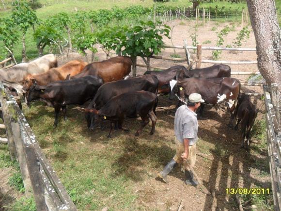 vacanas - ganaderia meztiza de leche - engormix. vacanas - ganaderia meztiza de leche - engormix.