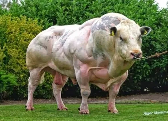 La Vaca"