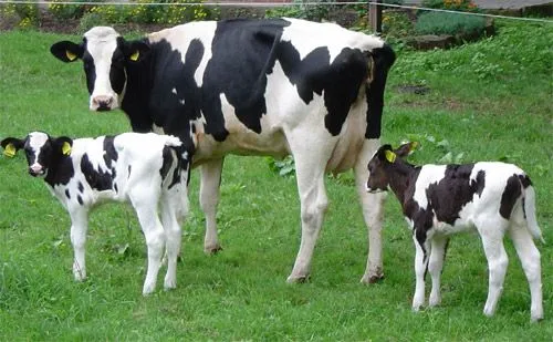 Vacas