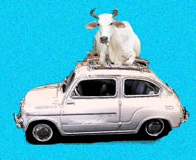 Sobre vacas y bacas | corregirtexto