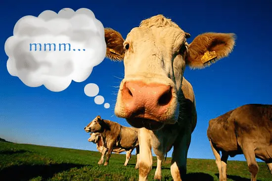 Las vacas del 2015 | Letra joven