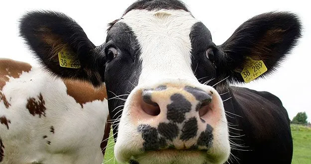 Cómo las vacas conquistaron el mundo (y de qué manera podrían ... Cómo las vacas conquistaron el mundo (y de qué manera podrían ...