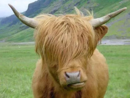 vacas, vacas, vacas, vacas, vacas, vacas, vacas - Taringa! vacas, vacas, vacas, vacas, vacas, vacas, vacas - Taringa!