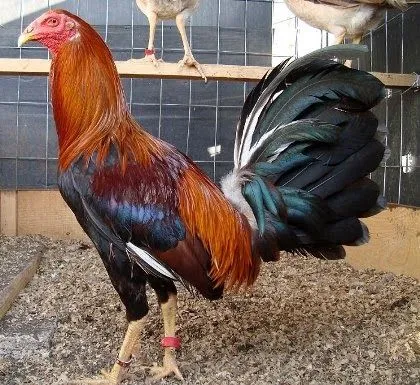 VACUNAS PARA POLLOS DE PELEA | Ver Fotos de Gallos de Pelea del Mundo VACUNAS PARA POLLOS DE PELEA | Ver Fotos de Gallos de Pelea del Mundo
