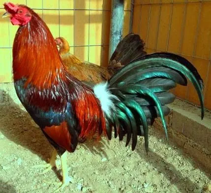 VACUNAS PARA POLLOS DE PELEA | Ver Fotos de Gallos de Pelea del Mundo VACUNAS PARA POLLOS DE PELEA | Ver Fotos de Gallos de Pelea del Mundo