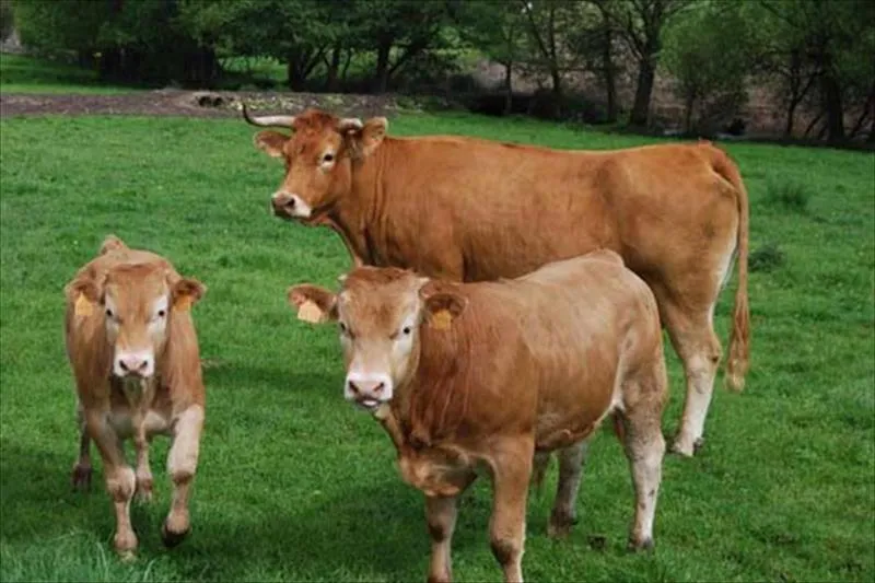 Vacuno Carne, canal ganadería - todas las noticias, legislación, e ... Vacuno Carne, canal ganadería - todas las noticias, legislación, e ...