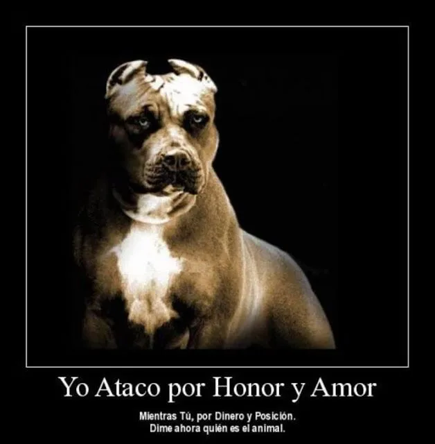 V.A.G.O.'s: Desmotivaciones - I: Pitbull